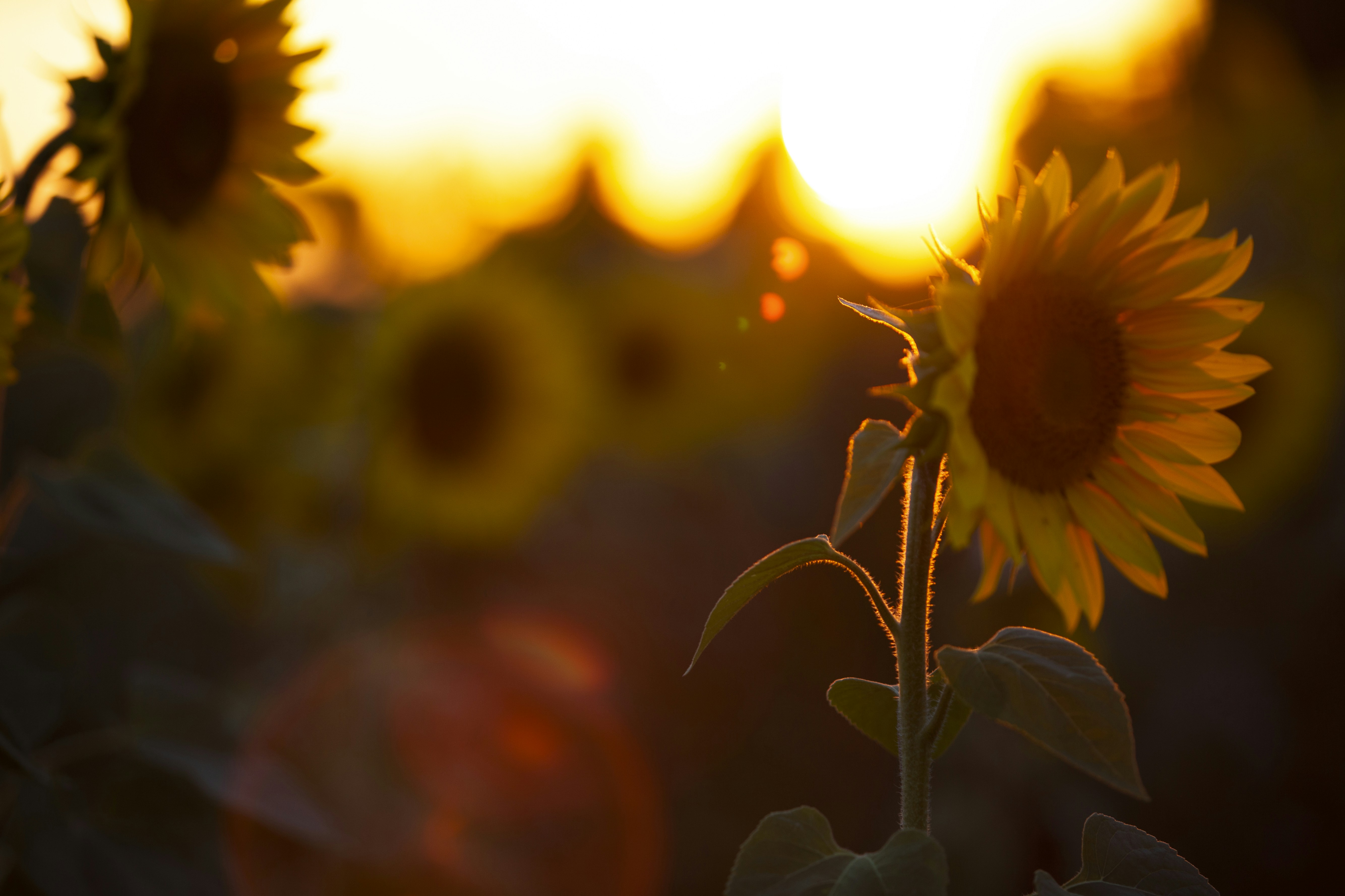 Photo by thomas_daniel