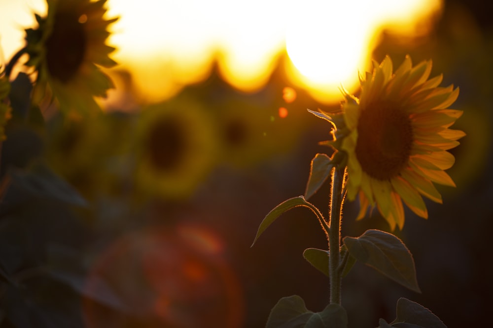 sunflower in tilt shift lens