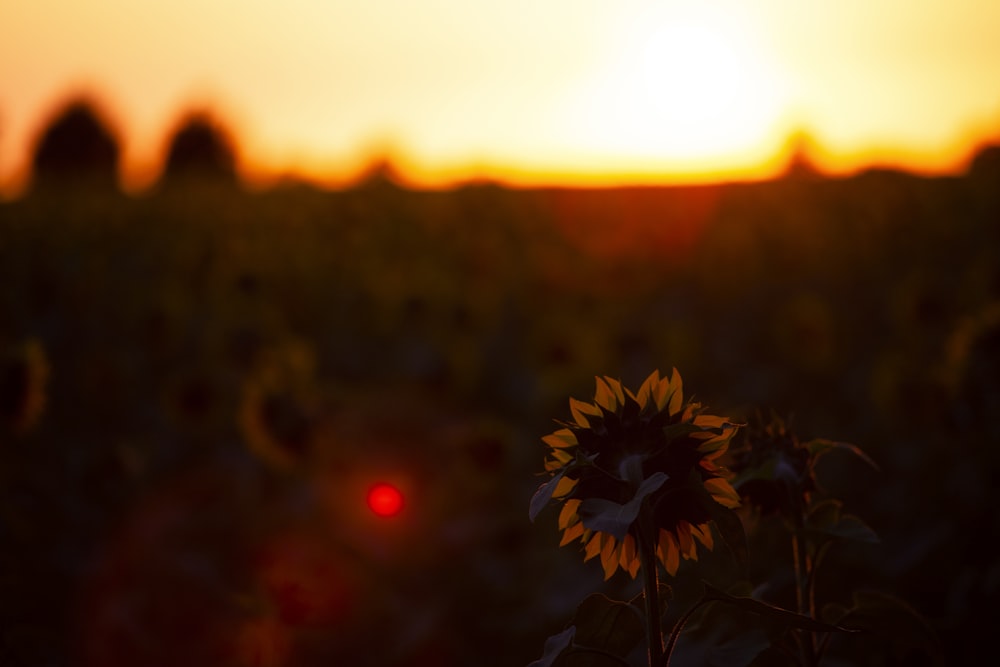 sunflower in tilt shift lens