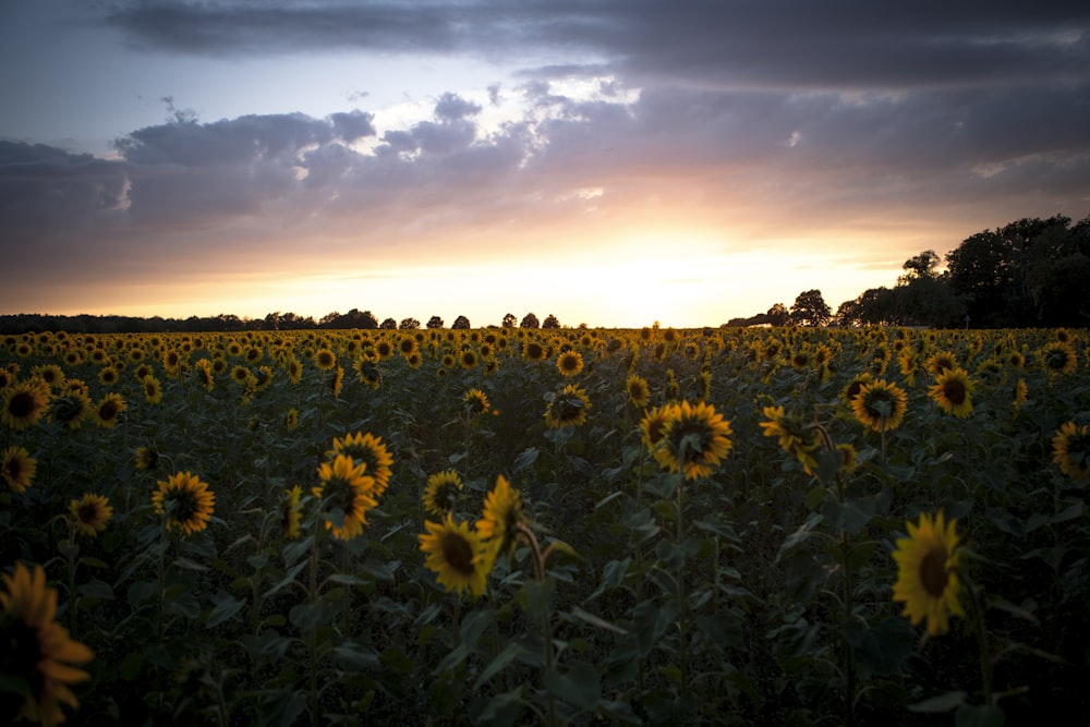 sunflower field under cloudy sky during daytime