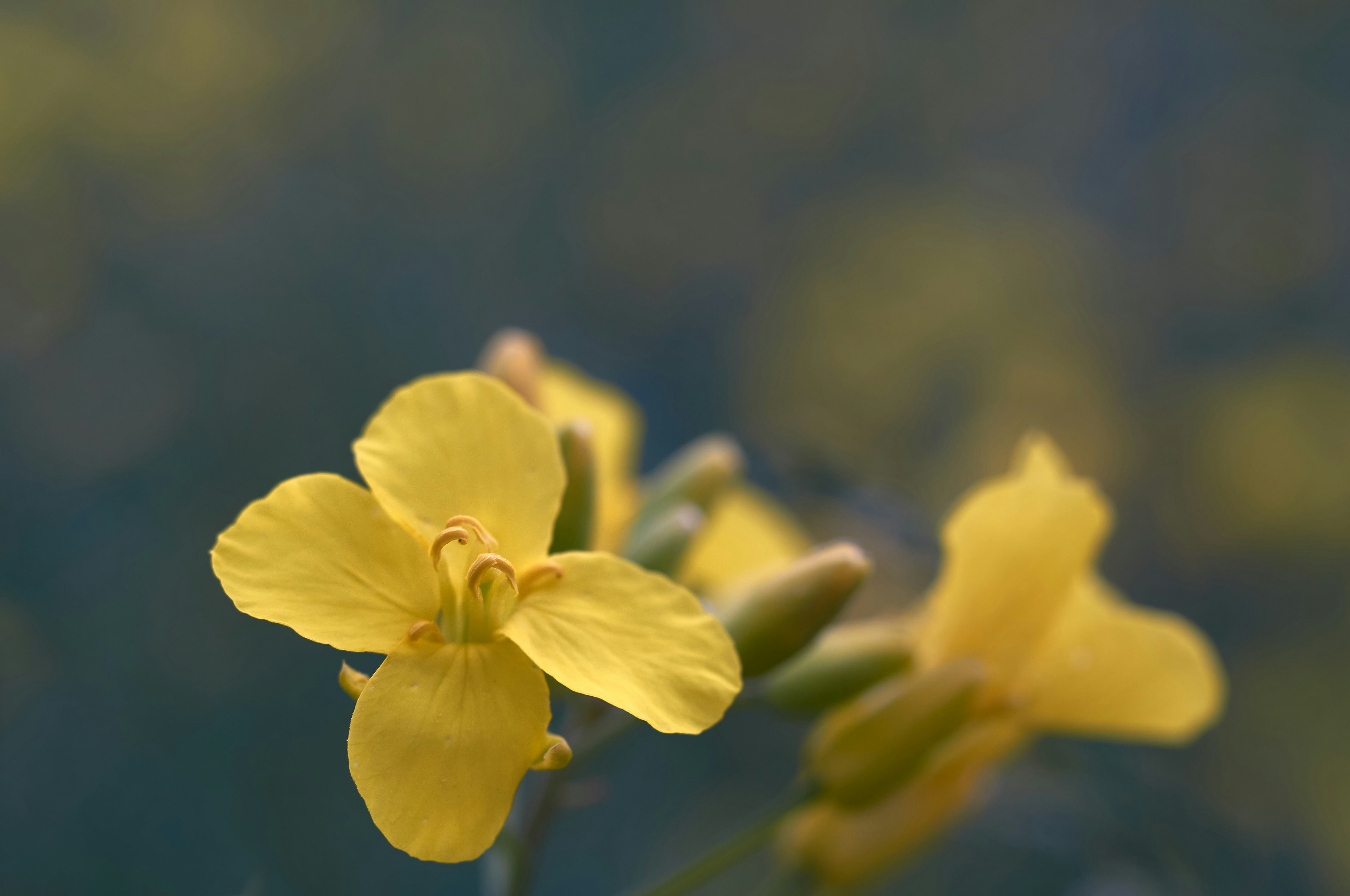 Photo by wolfgang_hasselmann