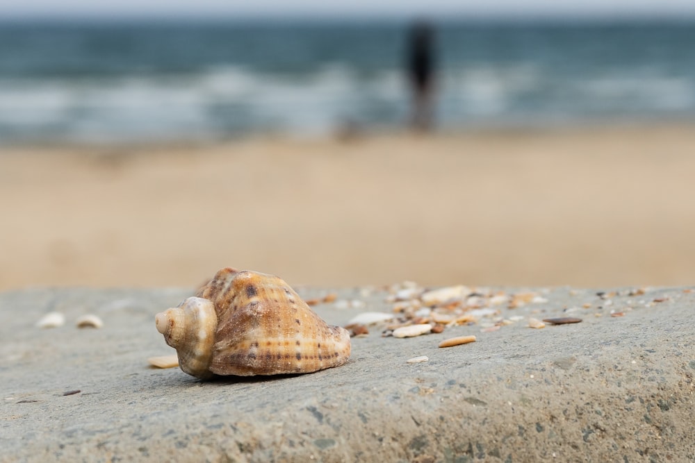 white and brown seashell on brown sand during daytime