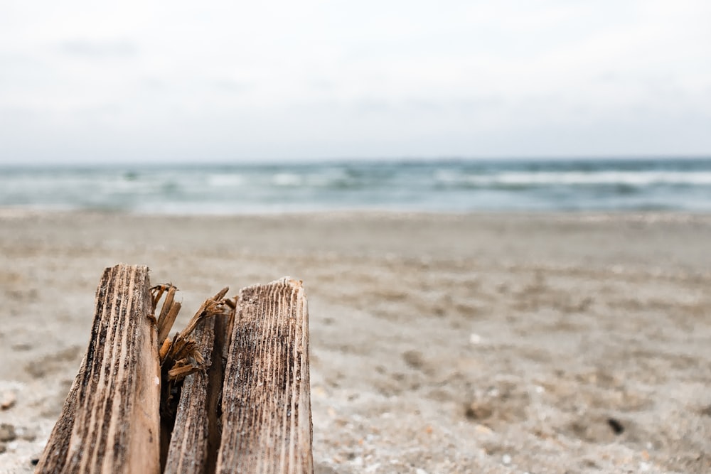 brown wood log on beach shore during daytime