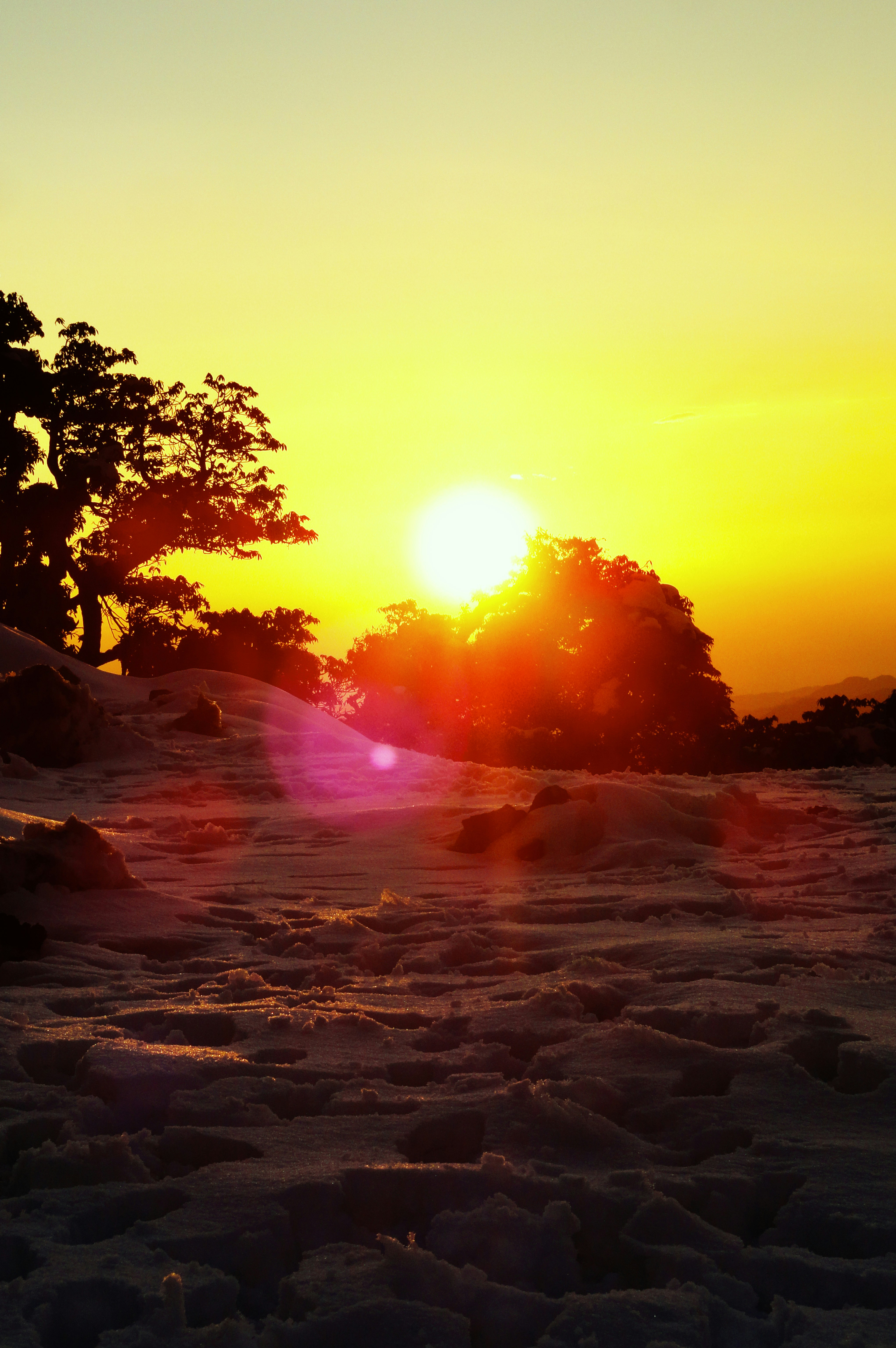 Grüner Baum am Strand während des Sonnenuntergangs