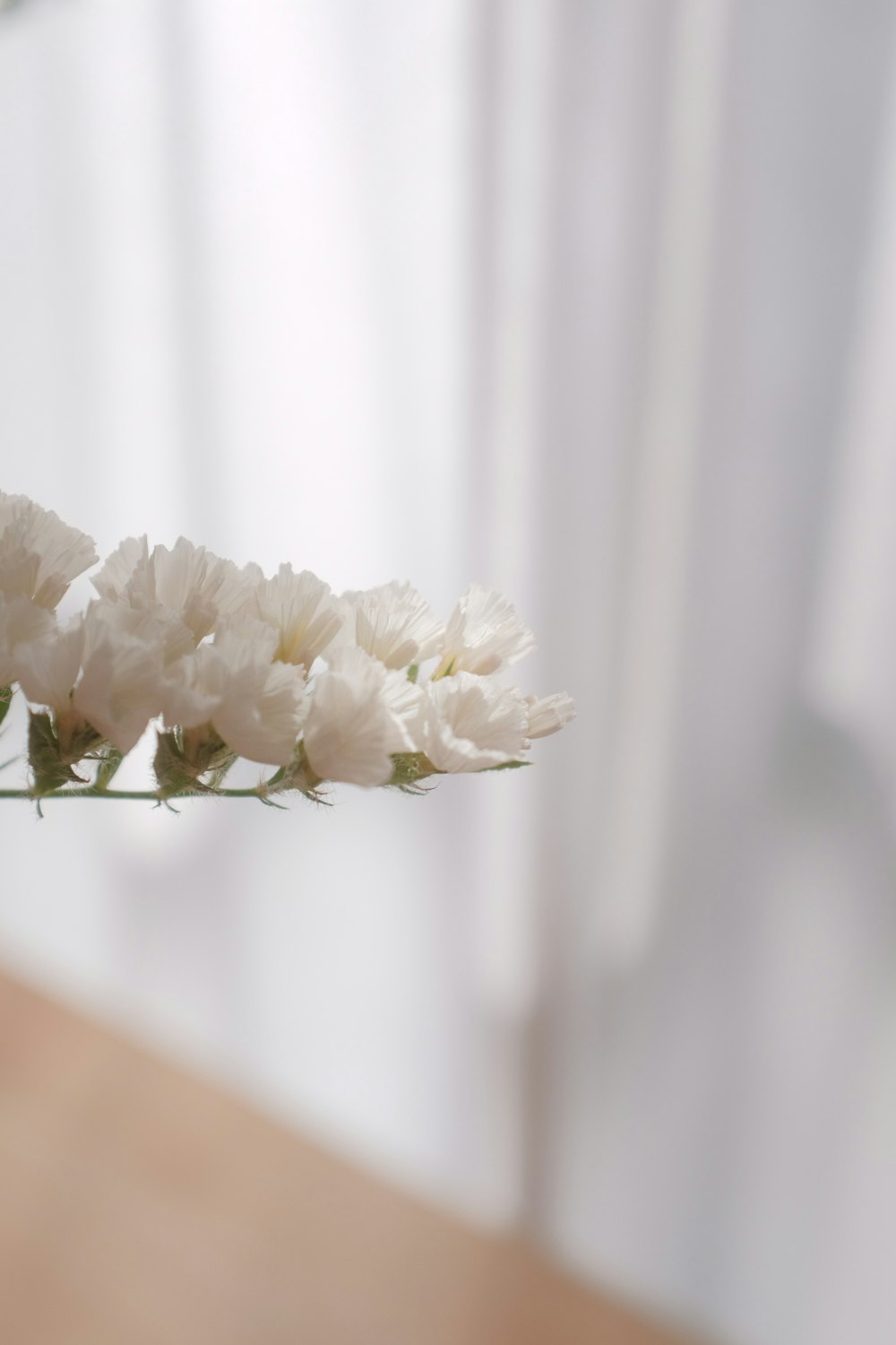 white flower on persons hand