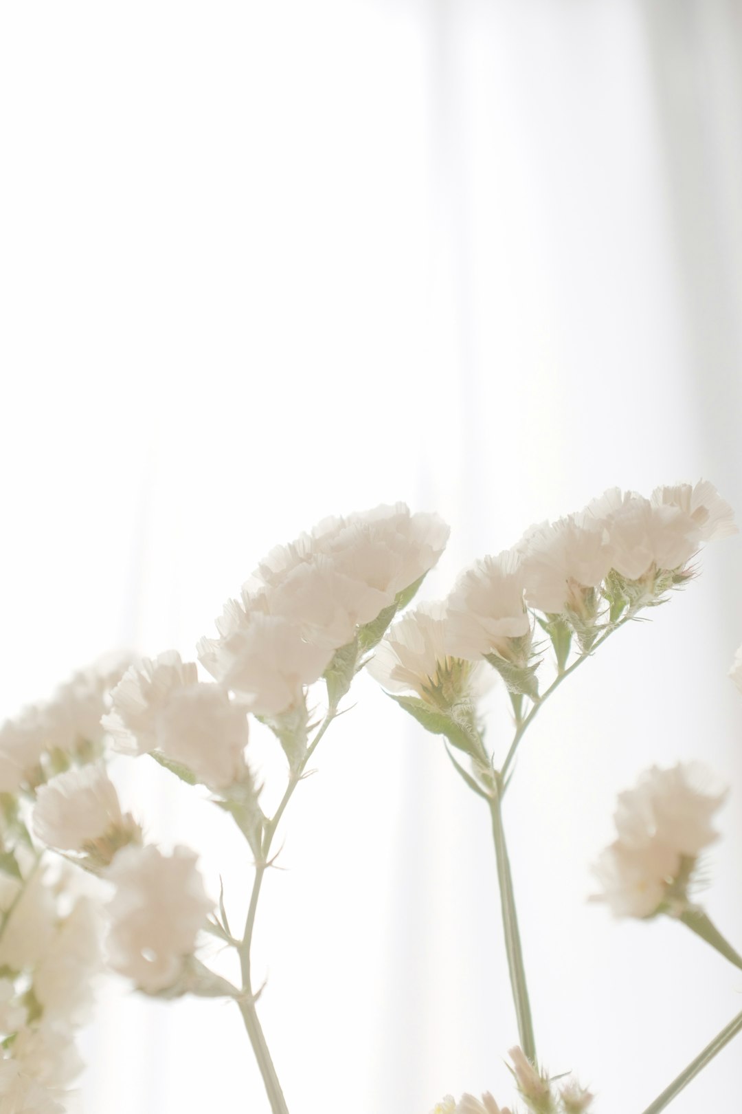 white flowers with black background