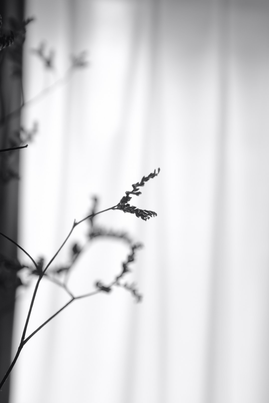 grayscale photo of flower in bloom