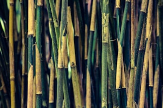 green and brown bamboo sticks