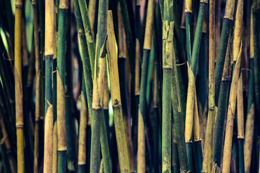 green and brown bamboo sticks