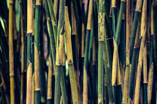 green and brown bamboo sticks