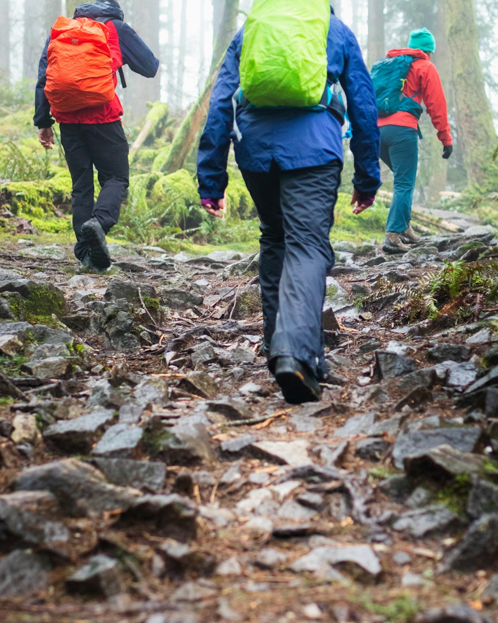 people walking on brown dried leaves during daytime