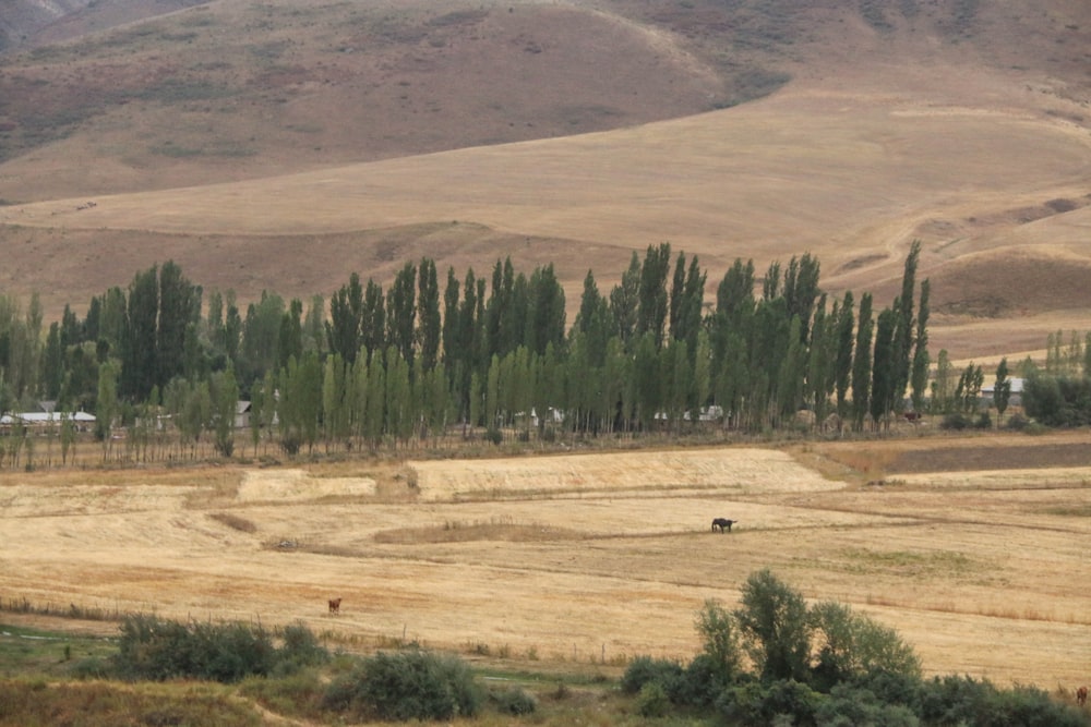 green trees on brown field during daytime