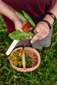 person holding green leaf vegetable