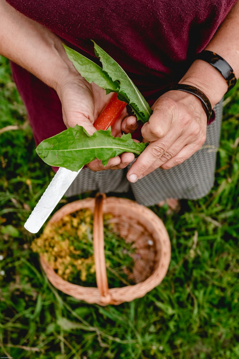 person holding green leaf vegetable