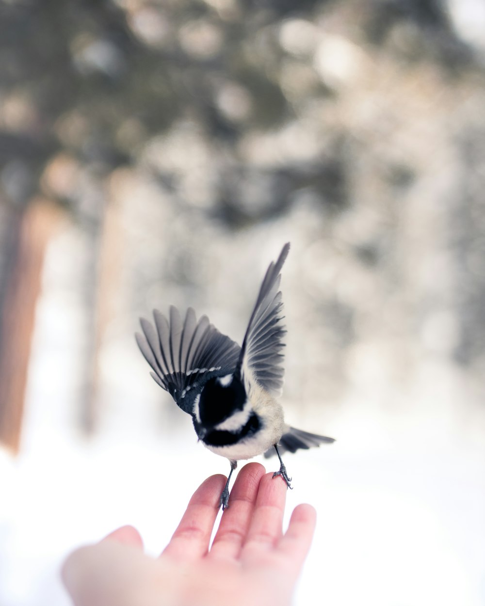 pássaro preto e branco na mão das pessoas