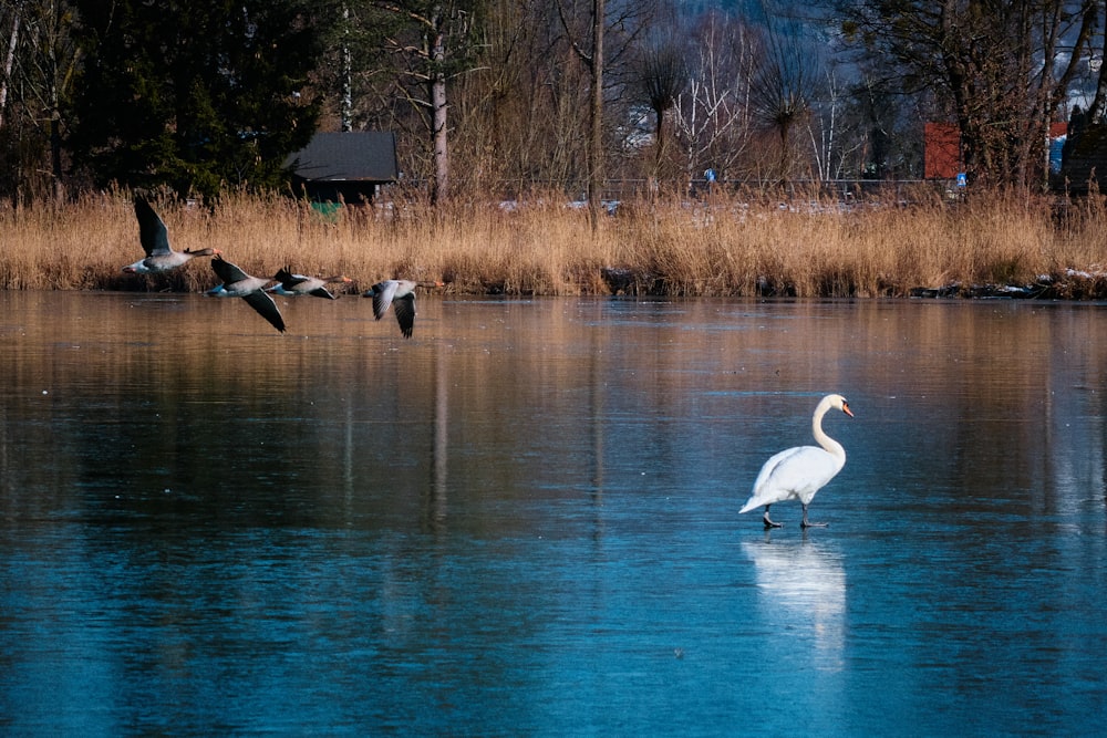 white swan on water during daytime