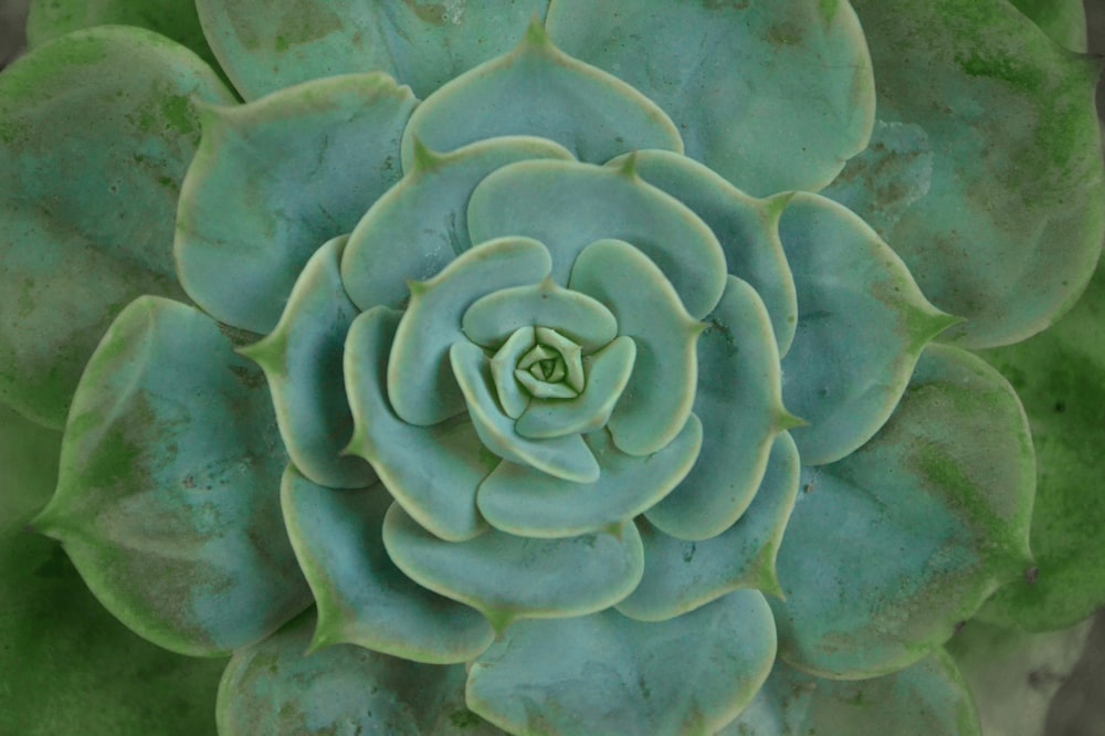green succulent plant in close up photography