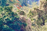 A vibrant forest scene with diverse plant life.