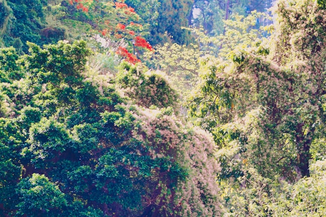A vibrant forest scene with diverse plant life.