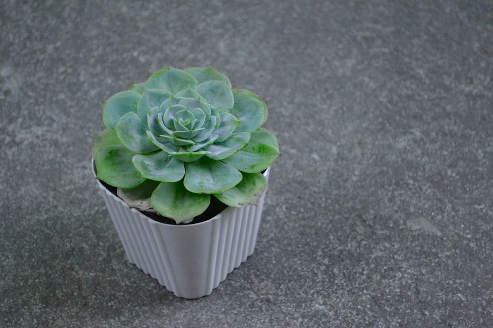 green succulent plant in white pot