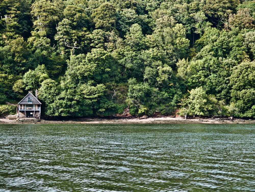 green trees beside body of water during daytime