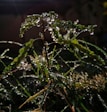 A vibrant close-up of a cannabis plant with dew drops sparkling in morning light