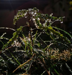Close-up of sugarcane leaves glistening with morning dew.