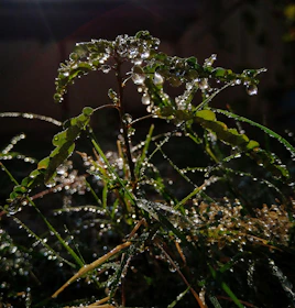Close-up of dew drops on delicate leaves shimmering in the morning sun.