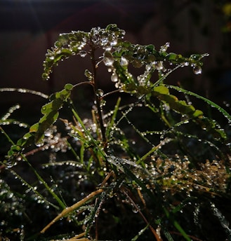 A close-up of a vibrant green plant leaf with morning dew drops sparkling in natural sunlight.