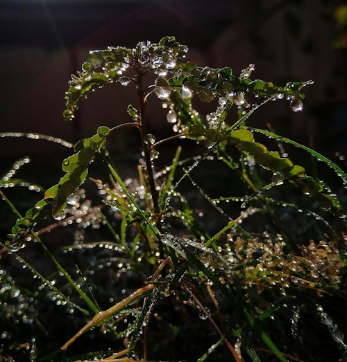 A close-up of a plant with leaves and stems covered in dew drops. Sunlight illuminates the droplets, creating a shimmering effect against a dark background.