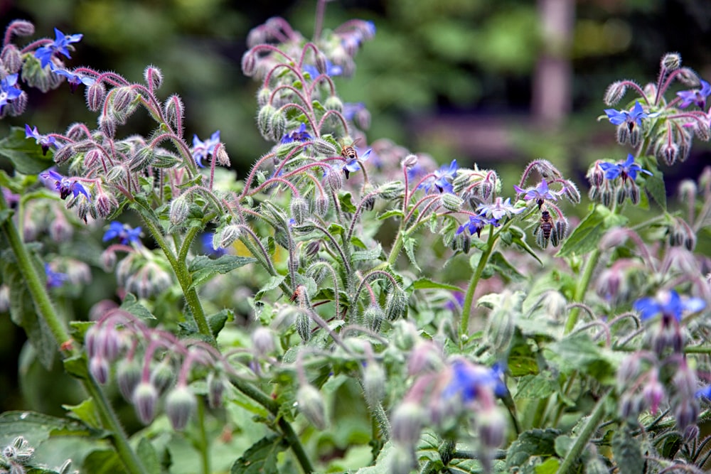 purple flower in tilt shift lens