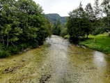 A serene river flowing through a restored forest area.