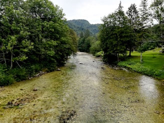 A serene river flows through a lush, green forested area. Trees densely line both sides of the riverbank, with a variety of foliage creating a rich canopy. The water appears clear, revealing a stony riverbed beneath, with soft ripples on the surface.
