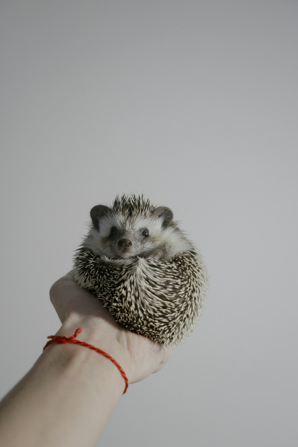 white and black hedgehog on persons hand