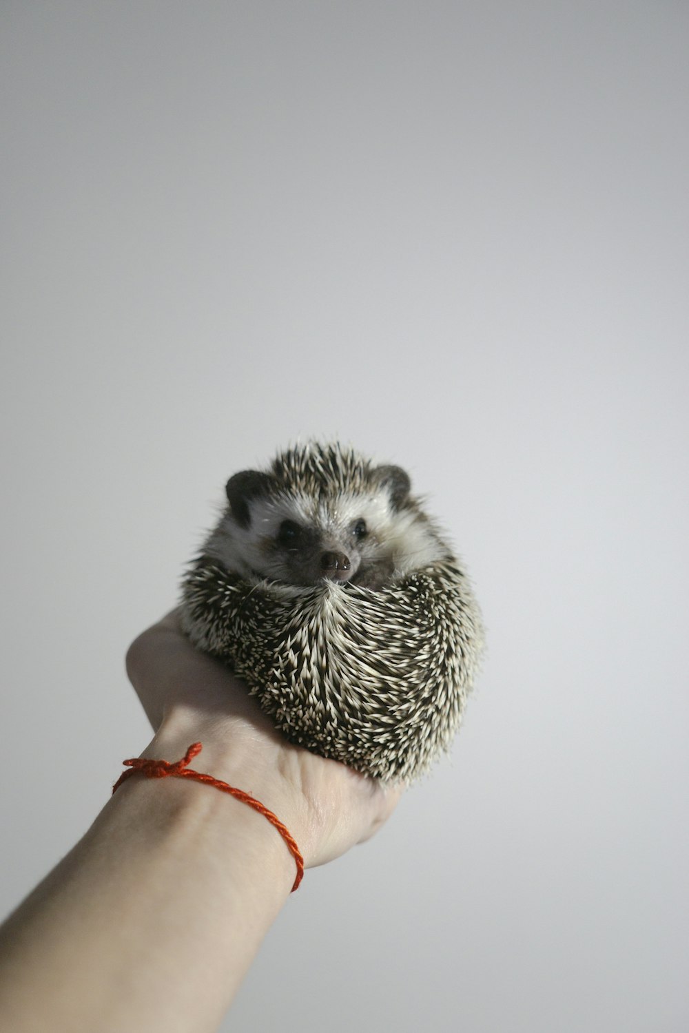 white and black hedgehog on persons hand