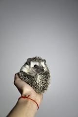 black and white hedgehog on persons hand
