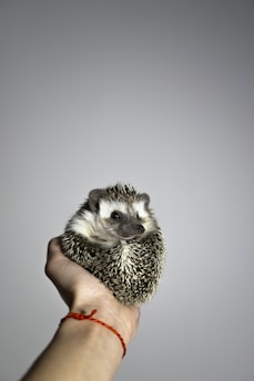black and white hedgehog on persons hand