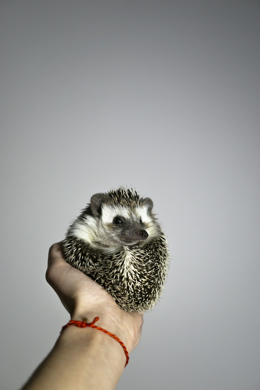 black and white hedgehog on persons hand