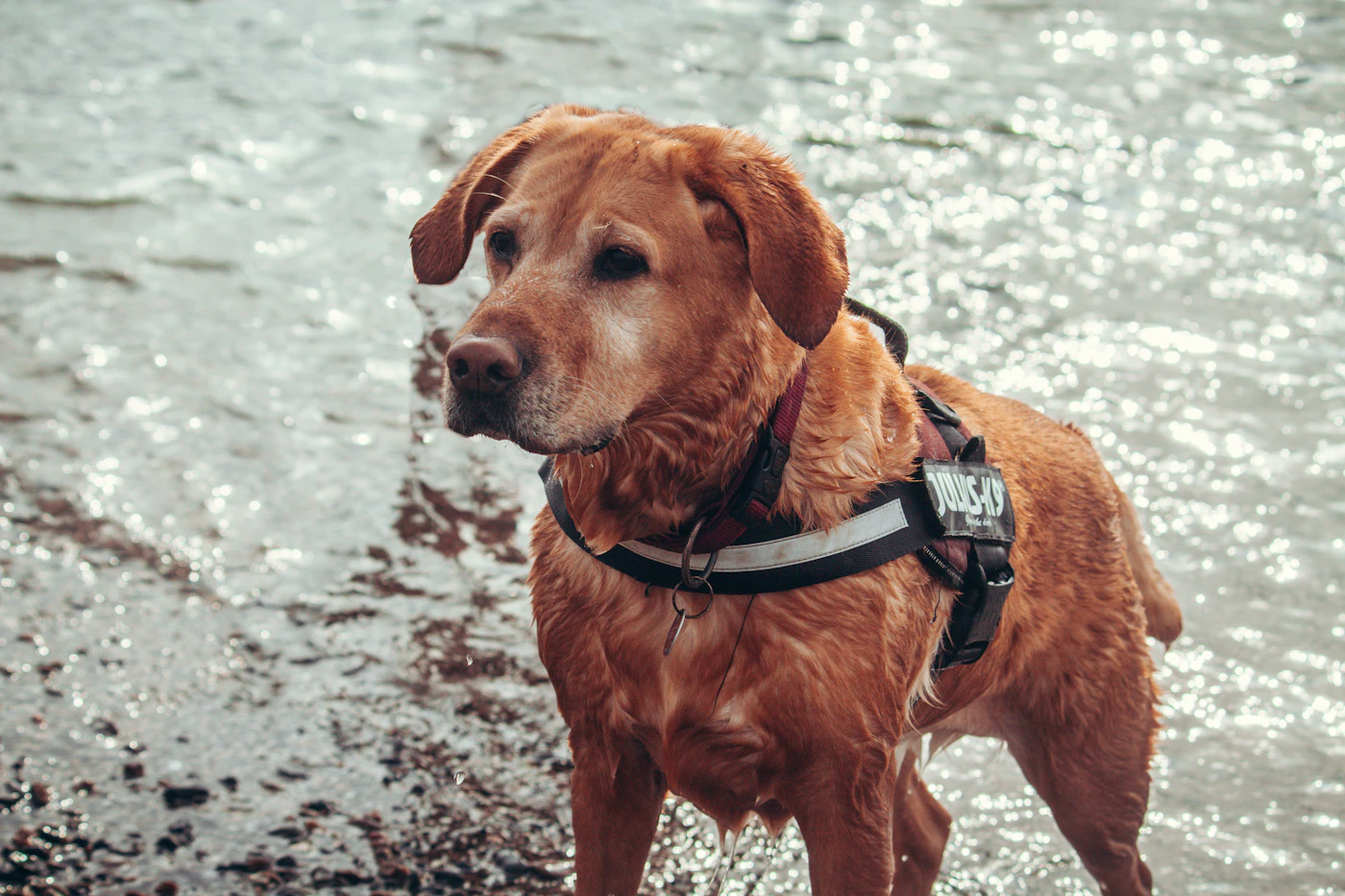 A reddish brown retriever in a harness stands alert at the water edge, the steady look of a trained dog set to go