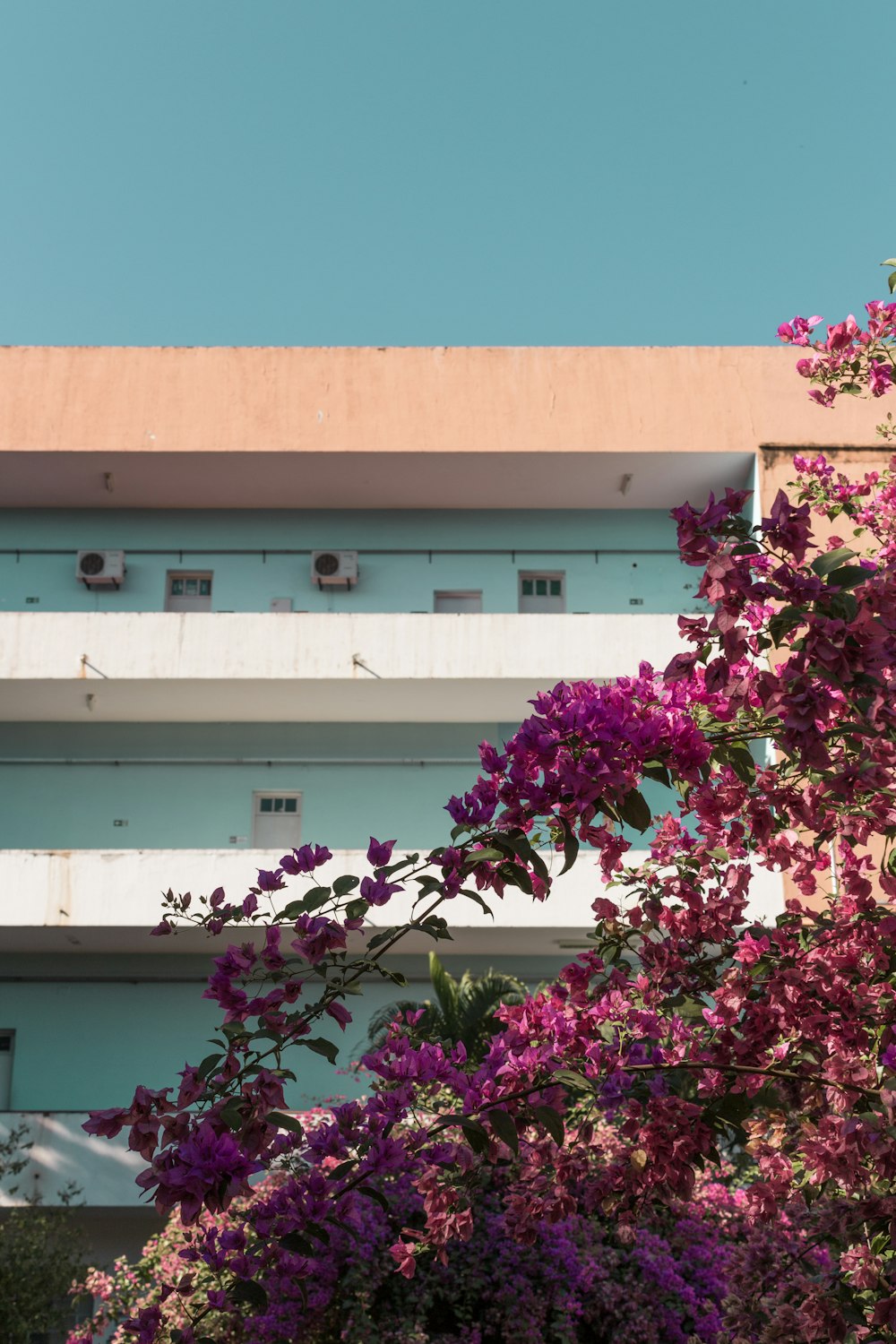 pink flowers on white concrete building
