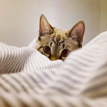 brown tabby cat on white textile