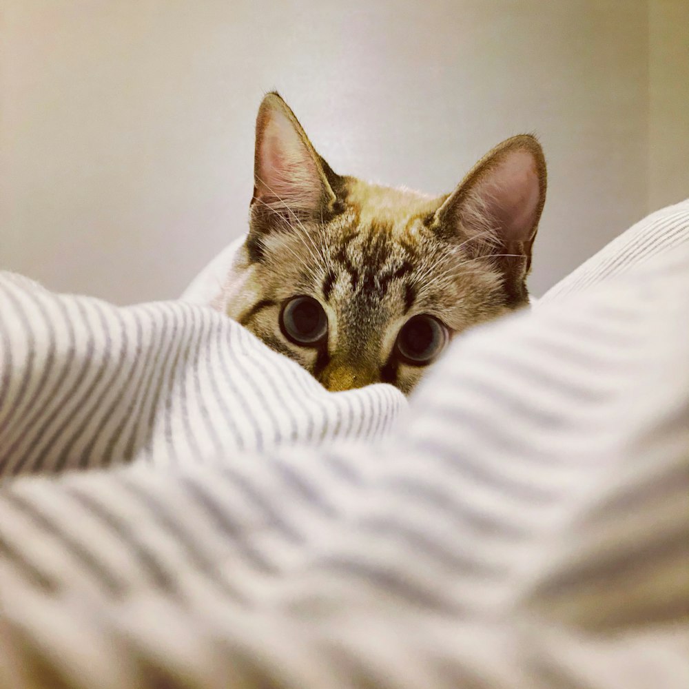 brown tabby cat on white textile