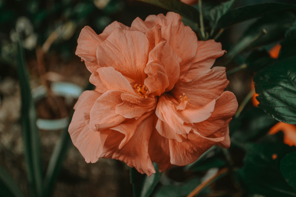 pink flower in tilt shift lens