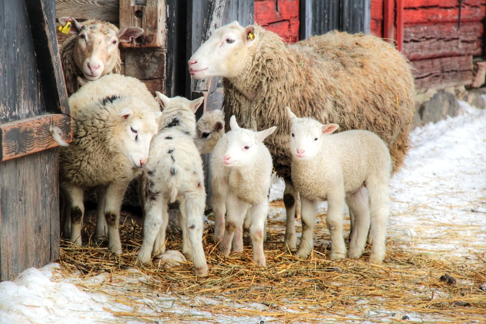 herd of sheep on brown field during daytime