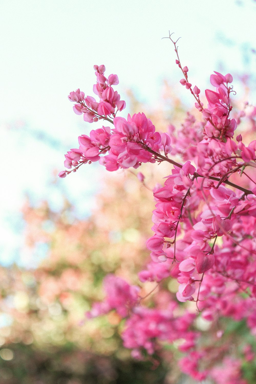 flores cor-de-rosa na lente tilt shift