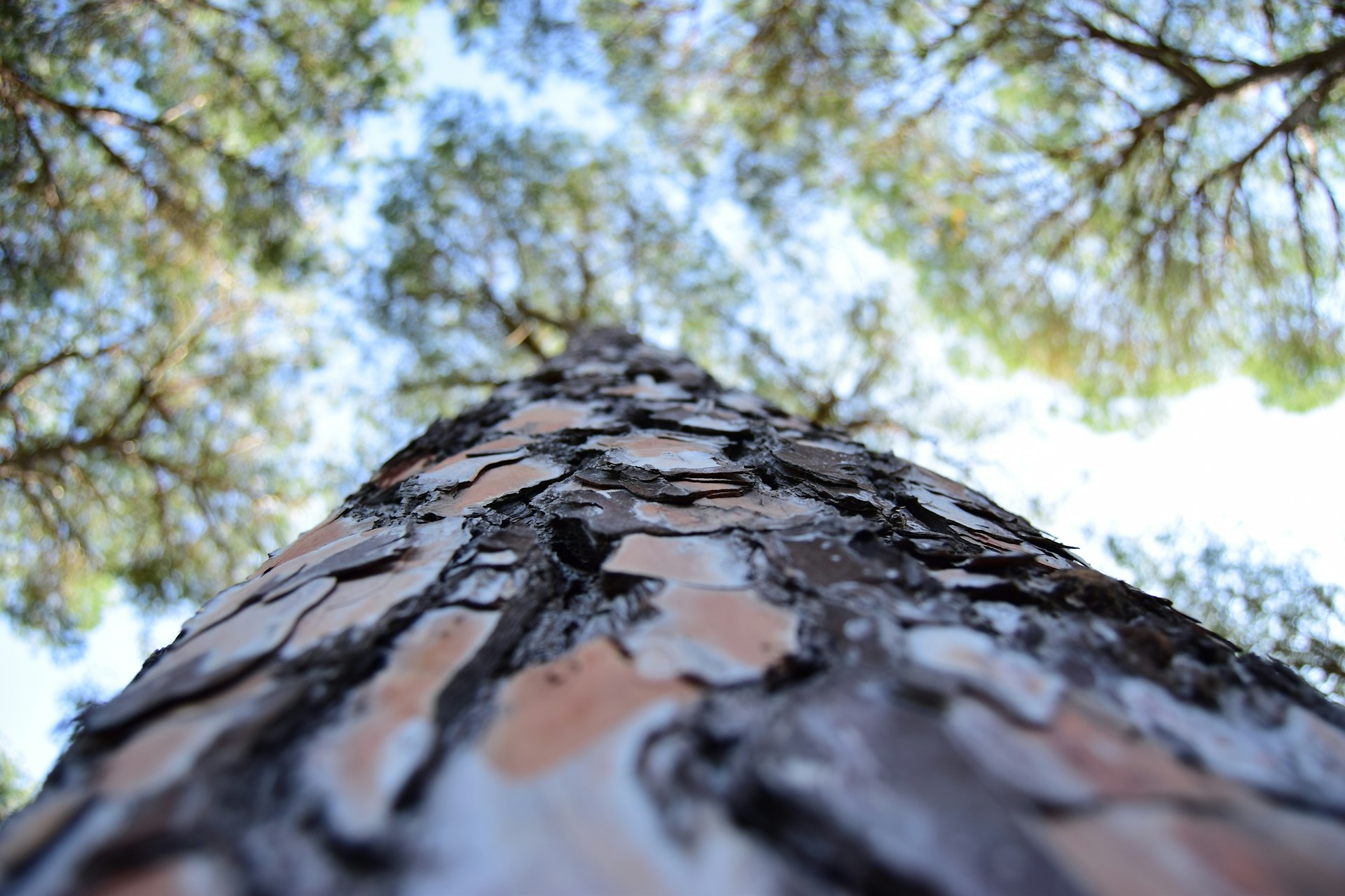 A close-up of a skilled arborist carefully pruning a large oak tree under a clear blue sky.