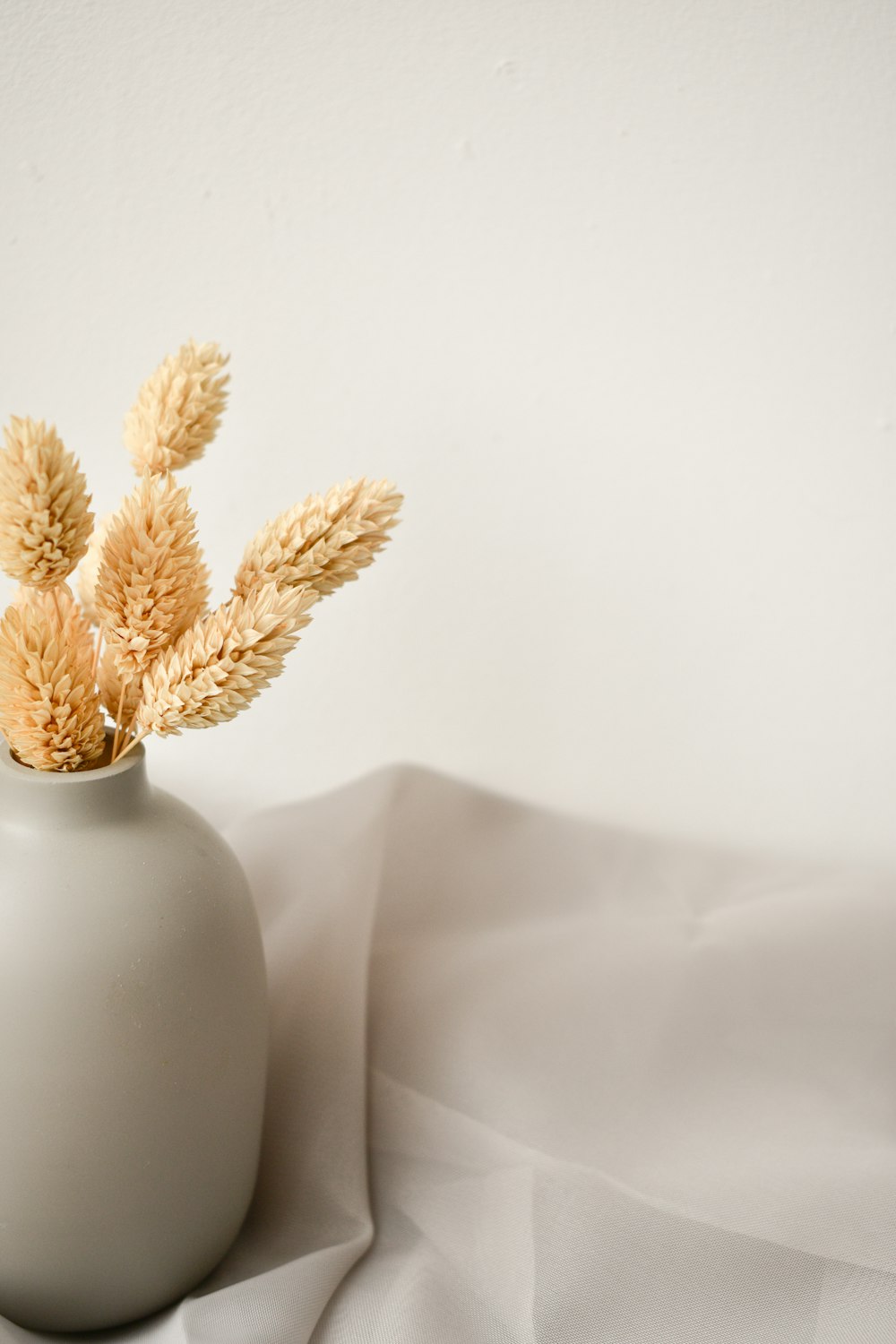 plante brune sur vase en céramique blanche