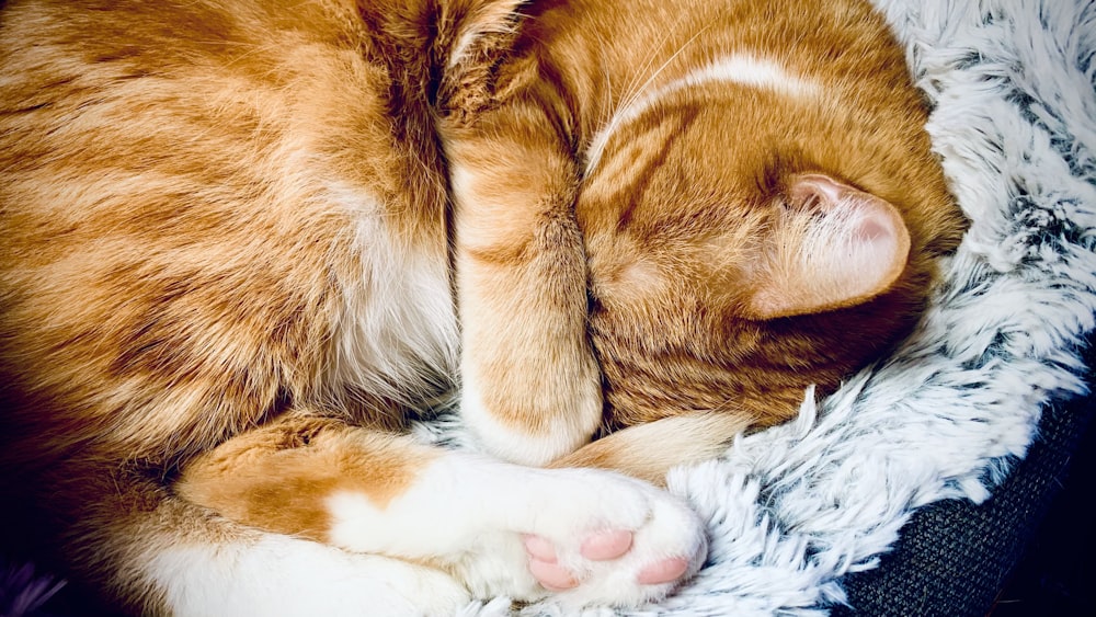 orange tabby cat lying on white textile