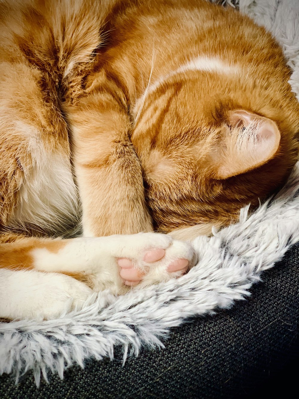 orange tabby cat lying on gray textile