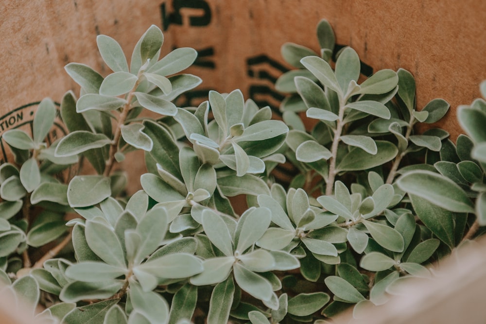 green plant on brown clay pot